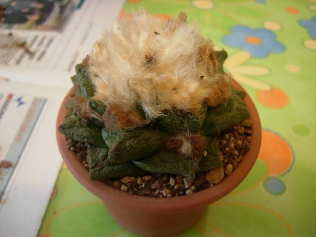 Ariocarpus fissuratus 