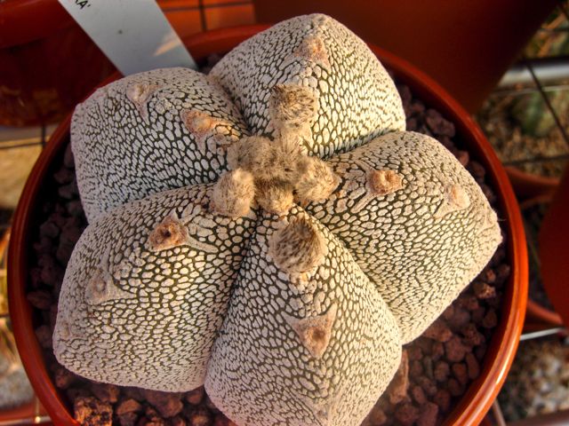 Astrophytum myriostigma cv. onzuka 