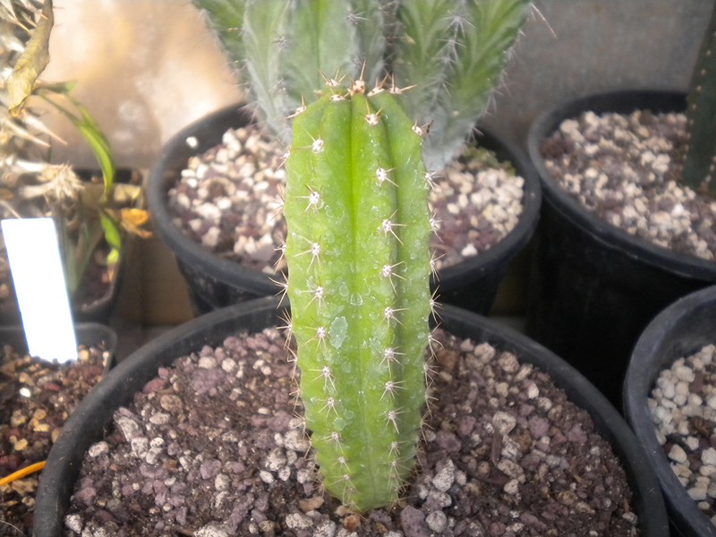 Trichocereus pachanoi 