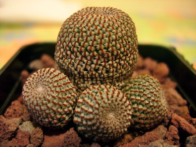 Rebutia heliosa 