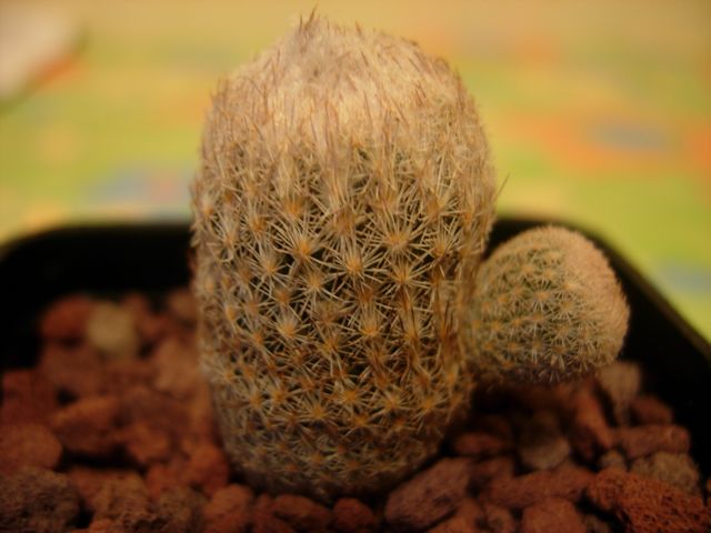 Epithelantha dickisoniae 