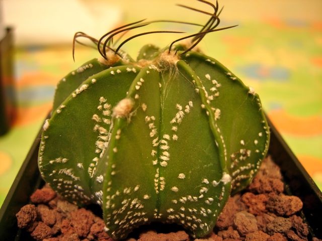 Astrophytum capricorne 