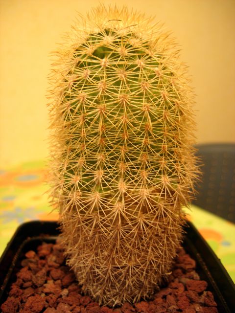 Echinocereus websterianus 