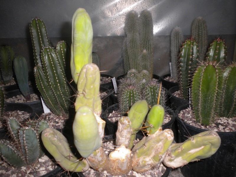 Trichocereus bridgesii f. monstruosus 