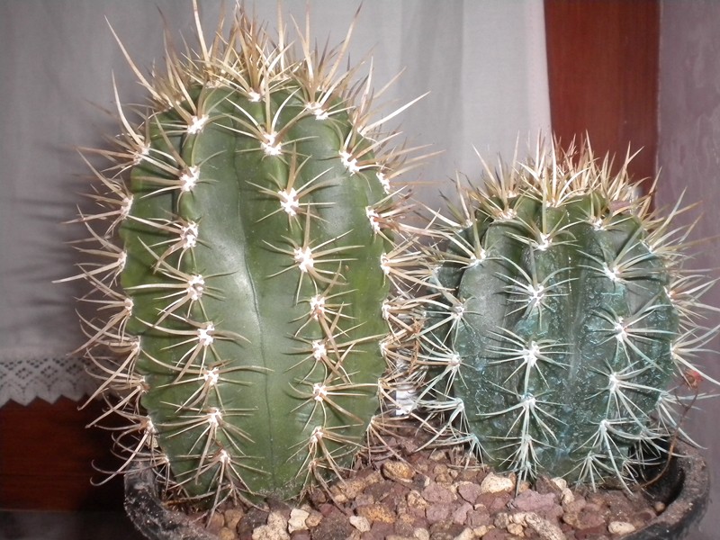 Coleocephalocereus goebelianus 