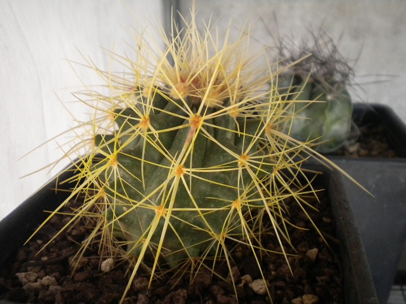 Echinocactus grusonii 