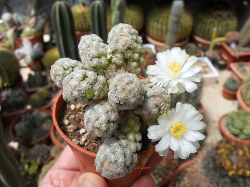 Mammillaria theresae f. albiflora 