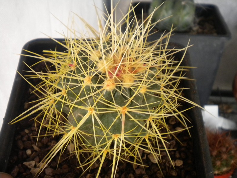 Echinocactus grusonii 