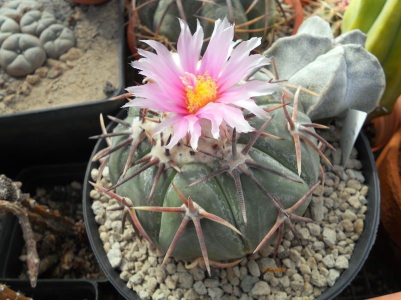 Echinocactus horizonthalonius 