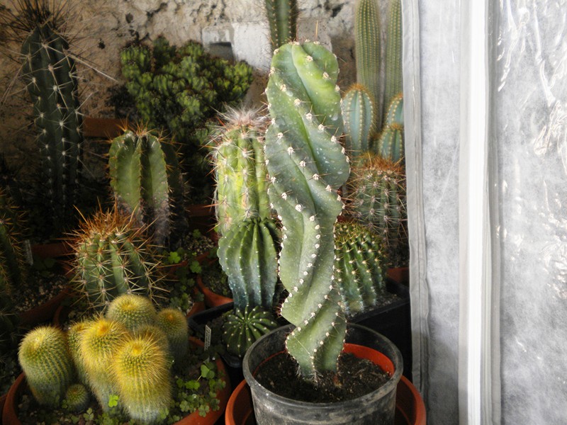 Cereus peruvianus f. spiralis 