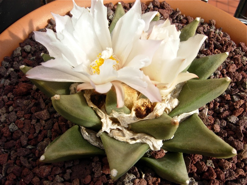 Ariocarpus retusus ssp. scapharostroides 