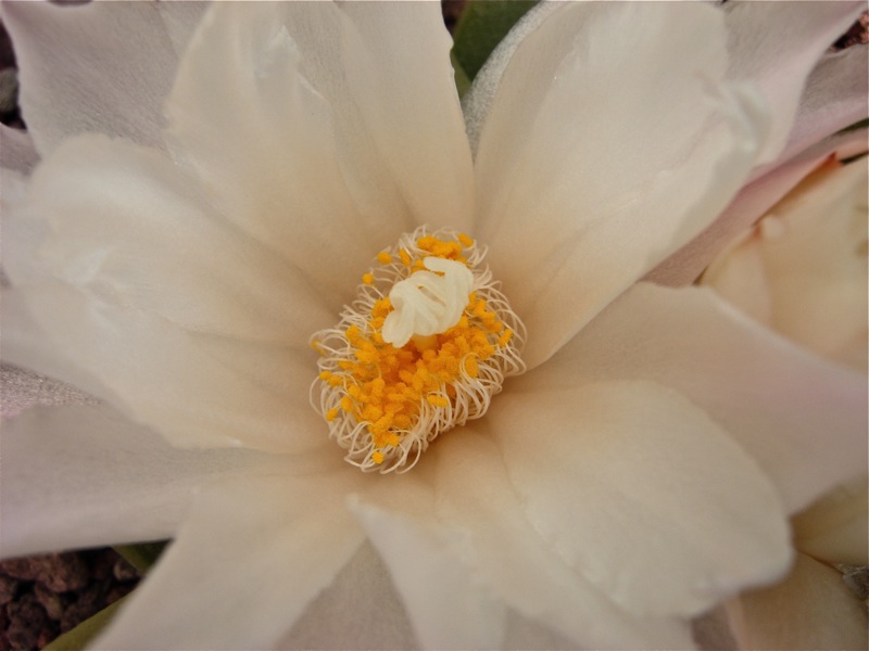 Ariocarpus retusus ssp. scapharostroides 