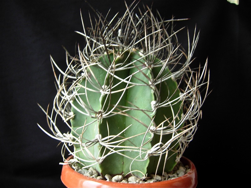 Astrophytum capricorne 