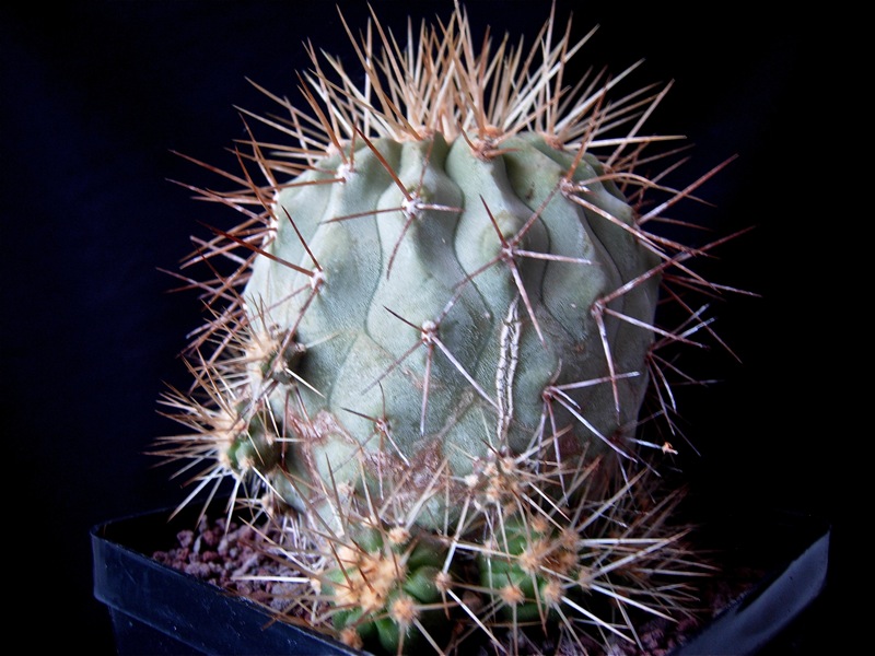 Copiapoa haseltoniana 