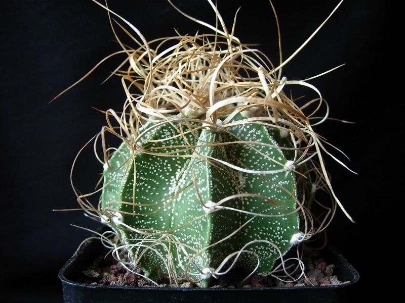 Astrophytum capricorne v. minor cv. crassispinoides 