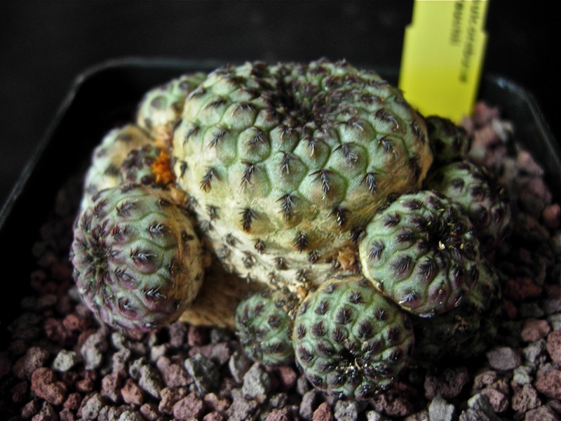 Sulcorebutia rauschii 