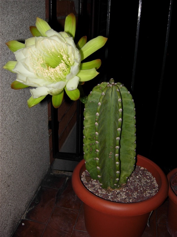 Cereus peruvianus 