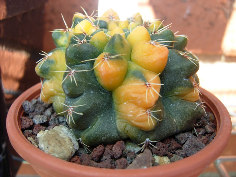 Gymnocalycium baldianum 