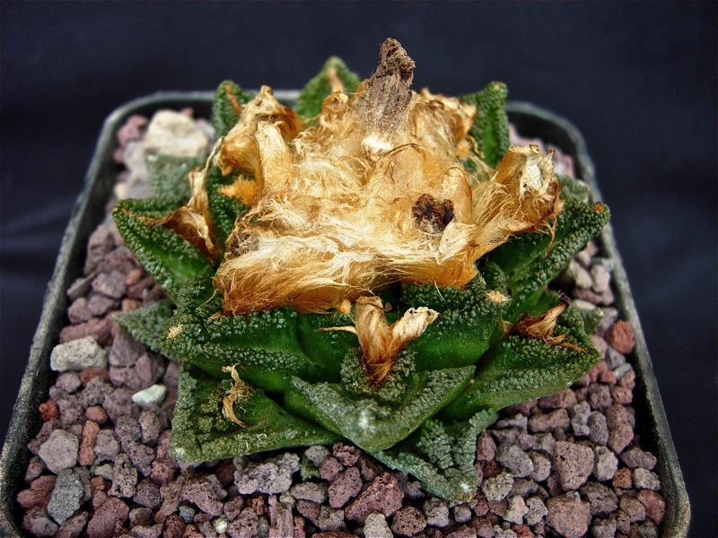 Ariocarpus fissuratus v. hintonii 