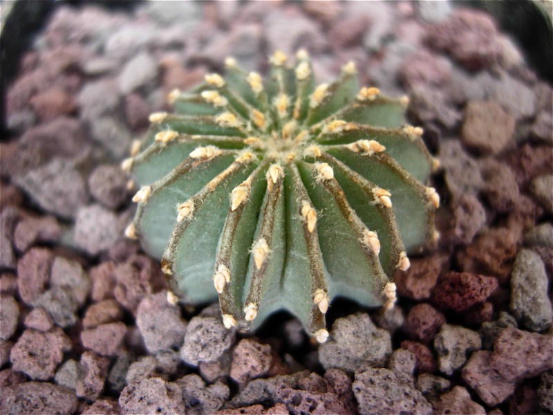 Geohintonia mexicana 