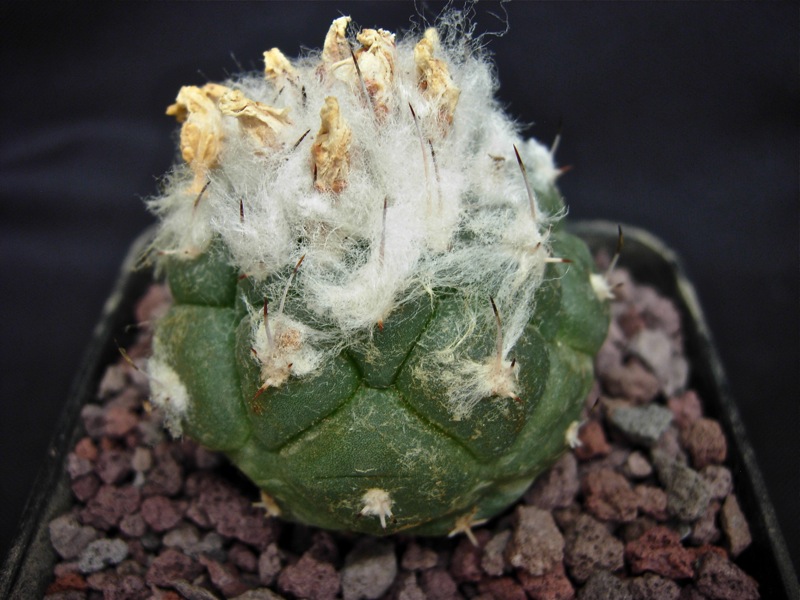 Turbinicarpus lophophoroides 