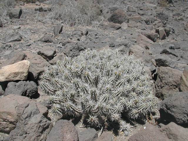 Euphorbia handiensis 