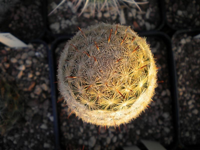 Mammillaria gasseriana HK 350