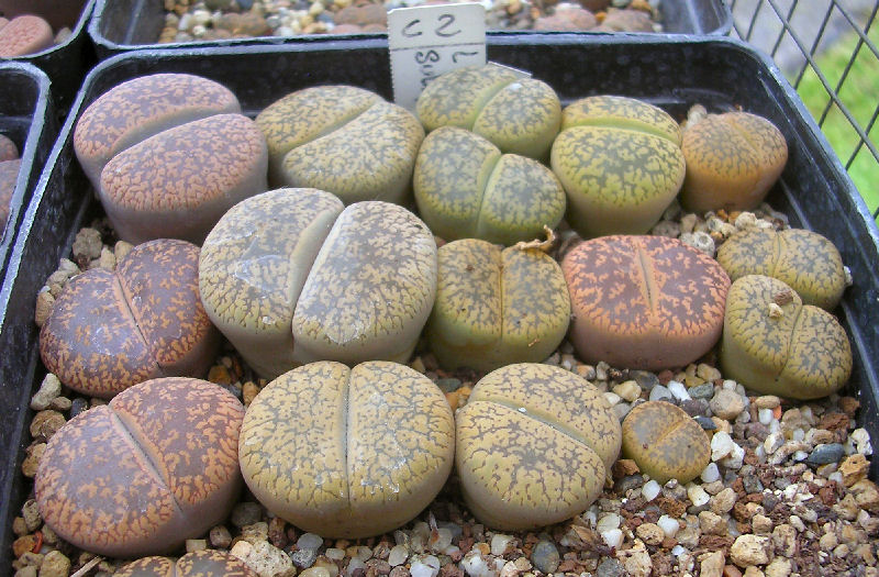 Lithops aucampiae C2