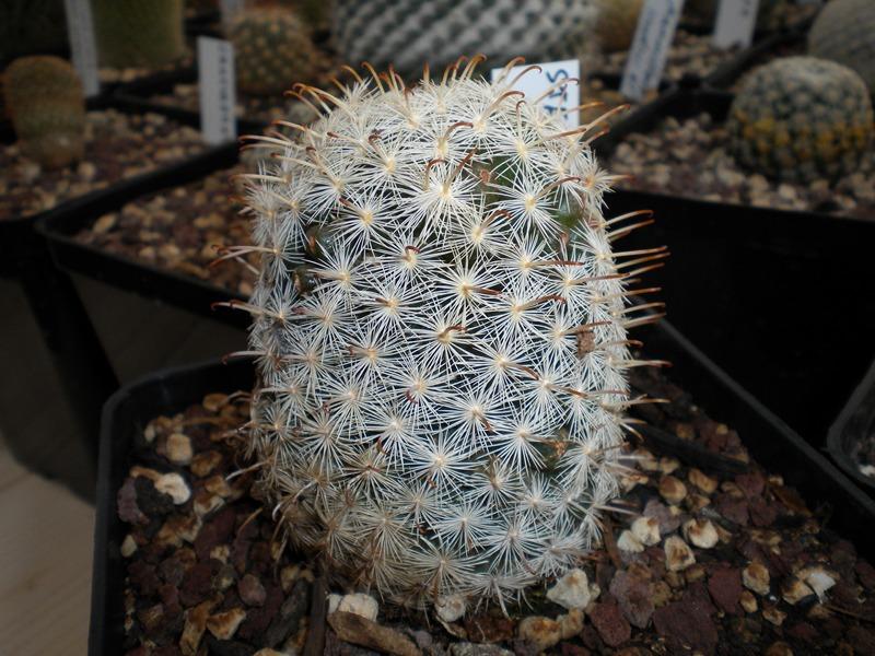 Mammillaria stella-de-tacubaya WTH 242