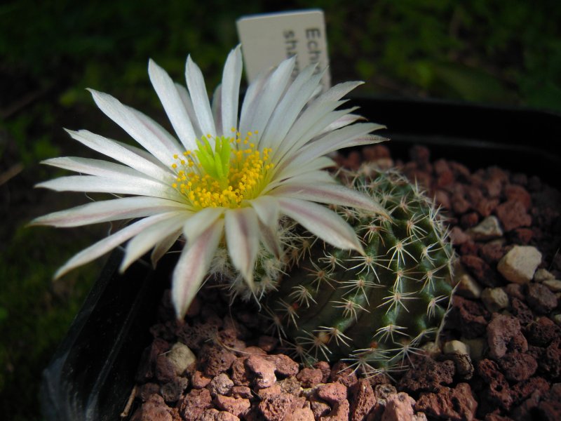 echinocereus  pulchellus v. sharpii