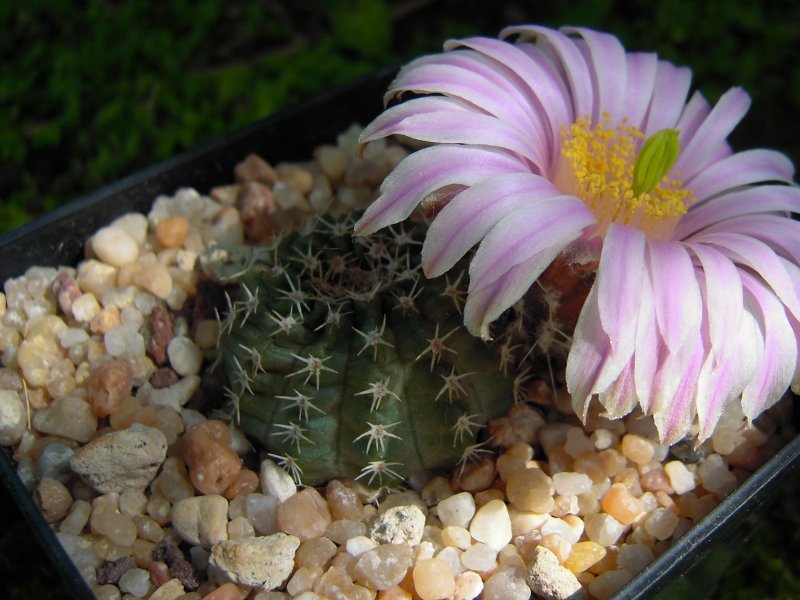 Echinocereus pulchellus v. weinbergii ssp. venustus 