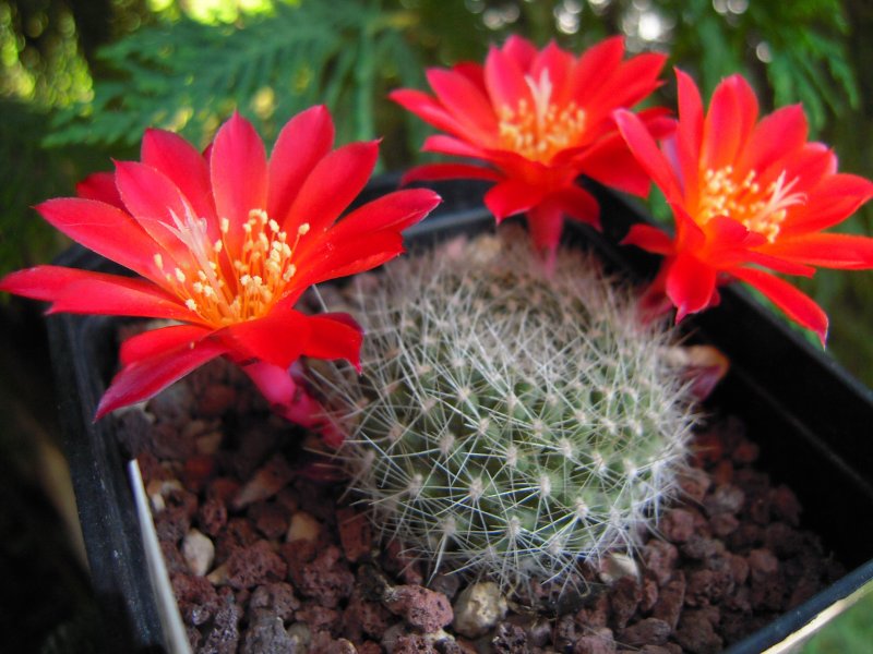 Rebutia grandiflora 