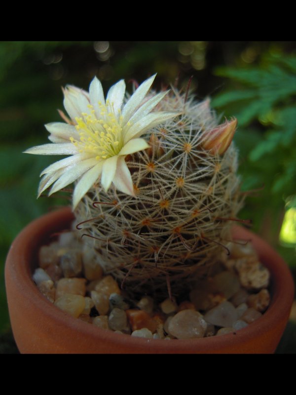 Mammillaria nana ssp. duwei MZ707