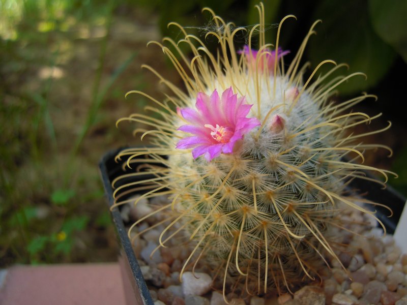 Mammillaria bombycina spine gialle 