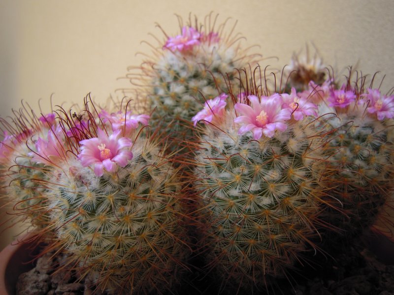 Mammillaria bombycina 