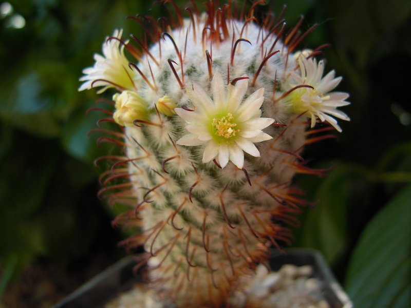 Mammillaria perezdelarosae 