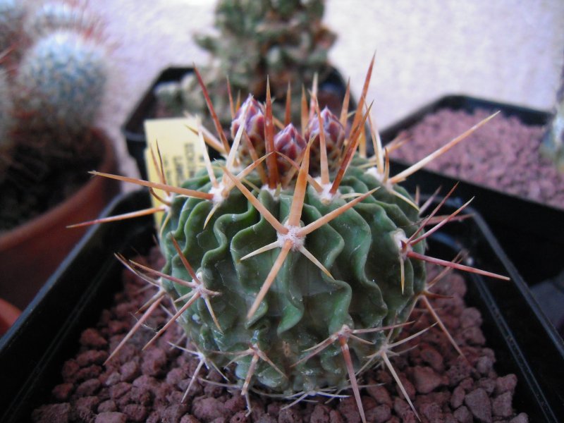 Stenocactus lamellosus N 86.026