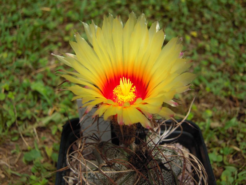 Astrophytum capricorne v. minor SB323