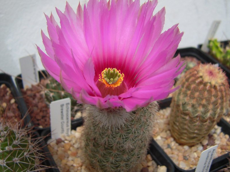 Echinocereus x lloydii SB1082