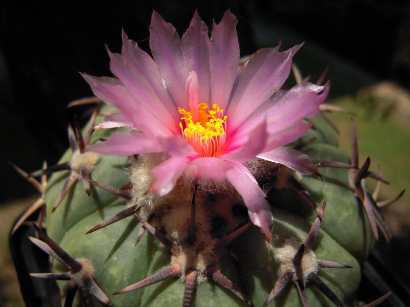 Echinocactus horizonthalonius 