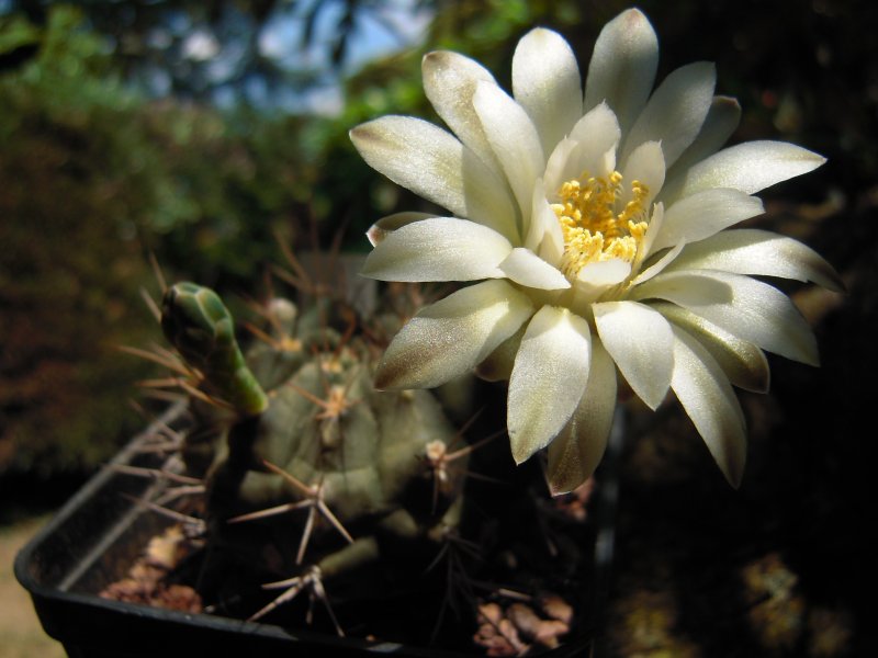 gymnocalycium sp.