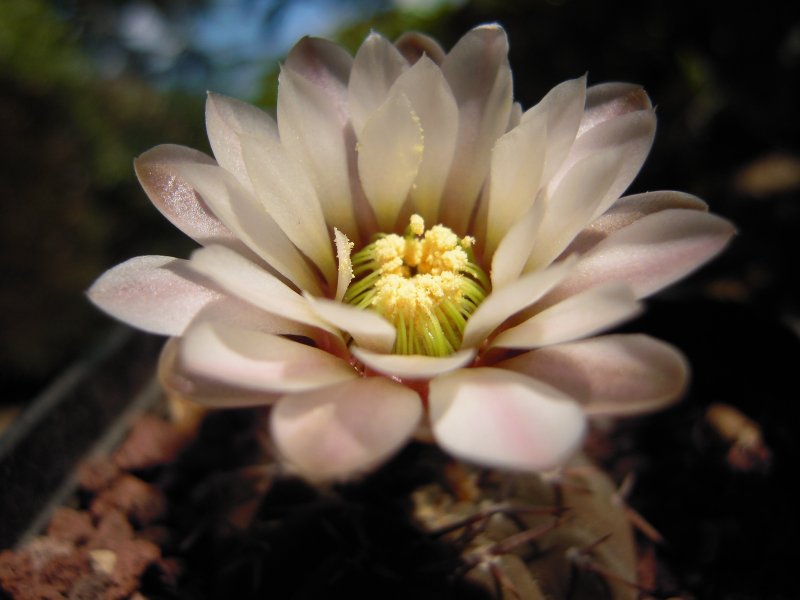 Gymnocalycium asterium R548A