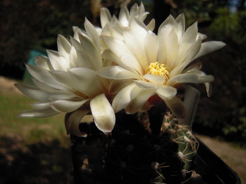 Gymnocalycium glaucum 