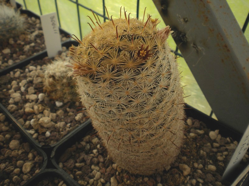 Mammillaria gasseriana HK 350