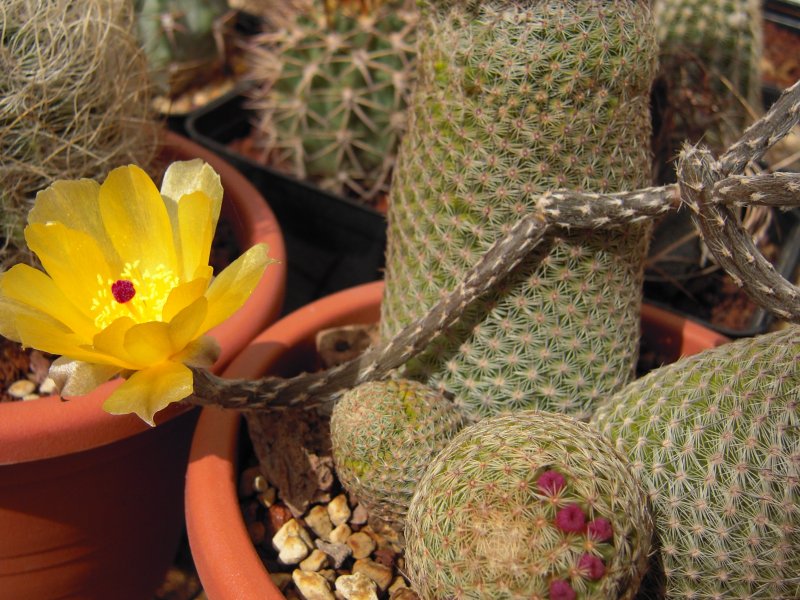 pterocactus tuberosus