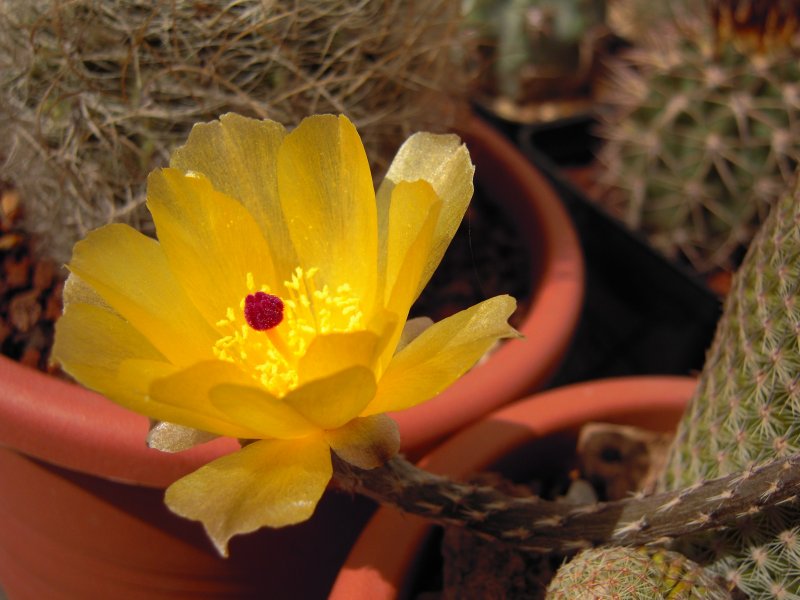 Pterocactus tuberosus 