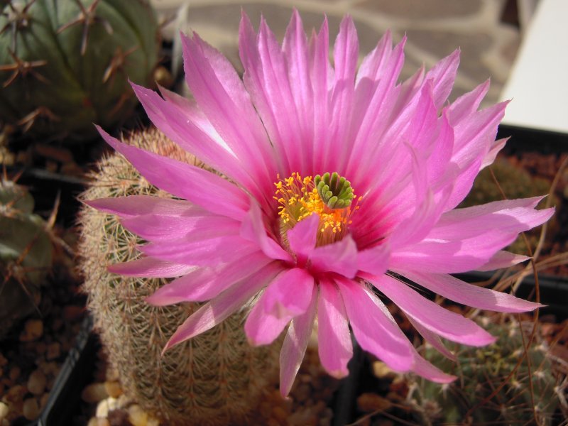 Echinocereus x lloydii SB1082