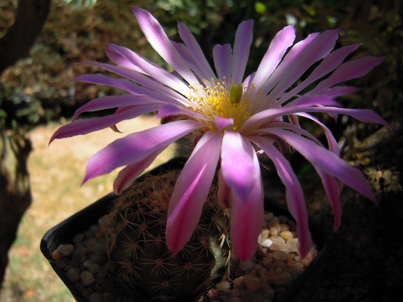 echinocereus sciurus v. floresii