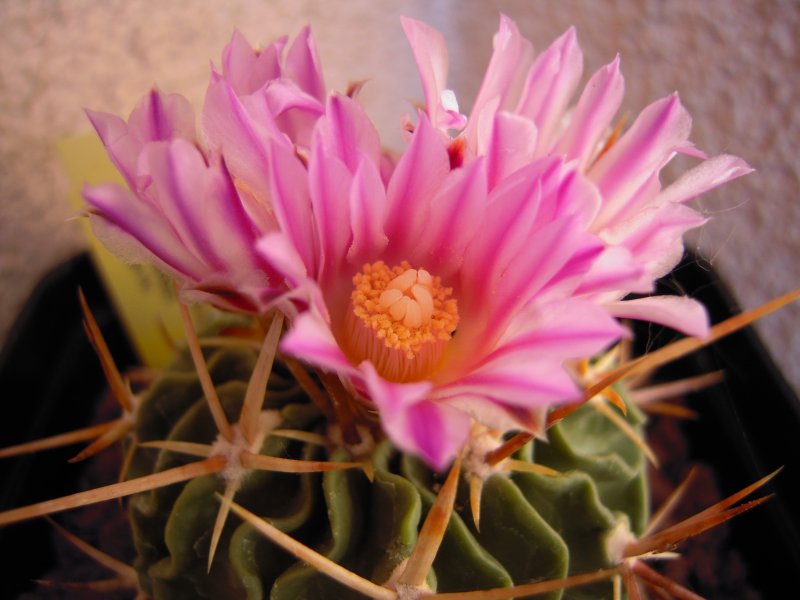 stenocactus lamellosus