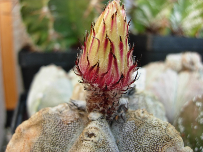 Astrophytum coahuilense 